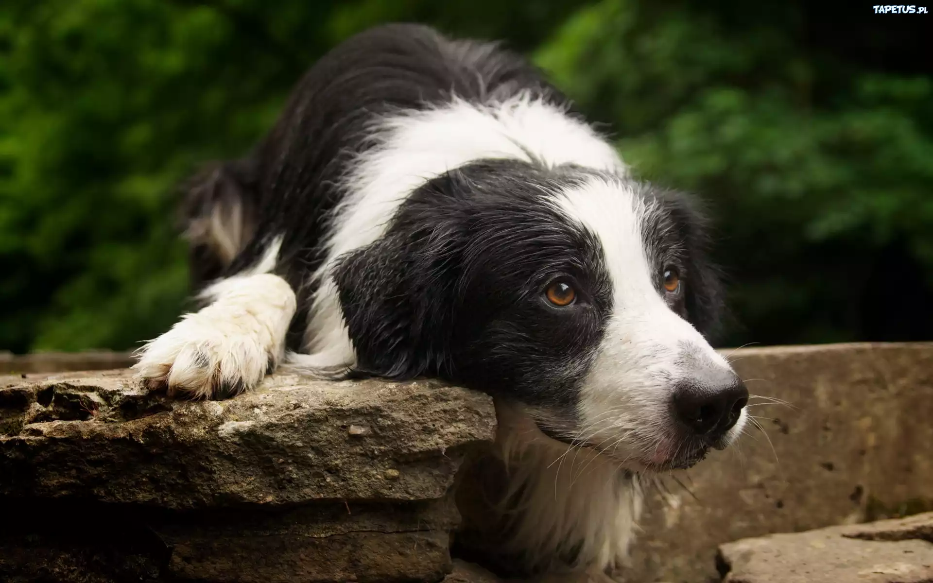 Biało, Czarny, Pies, Brązowe, Oczy, Border Collie