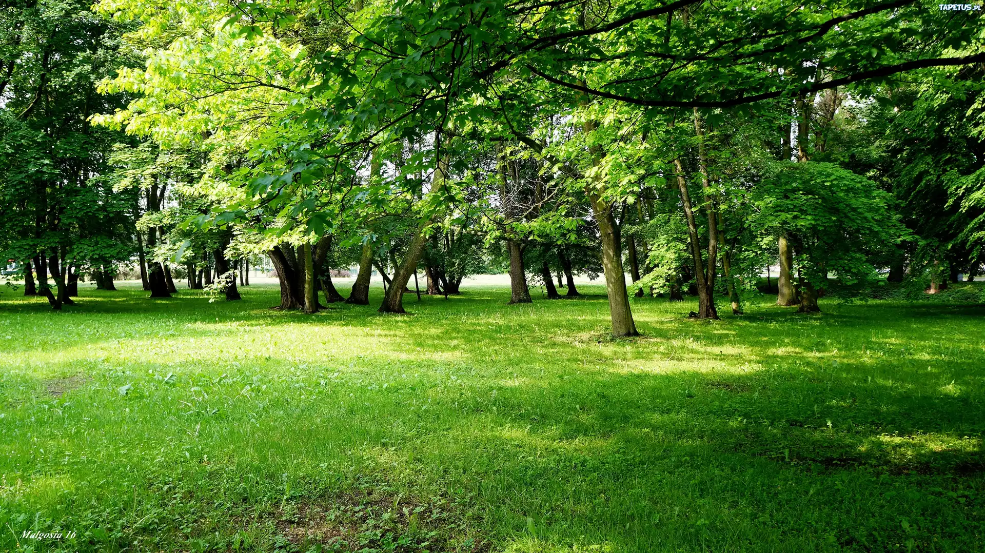 Park, Zieleń, Drzewa