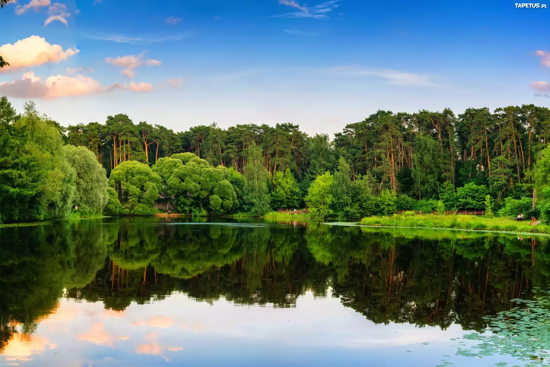 Jezioro, Las