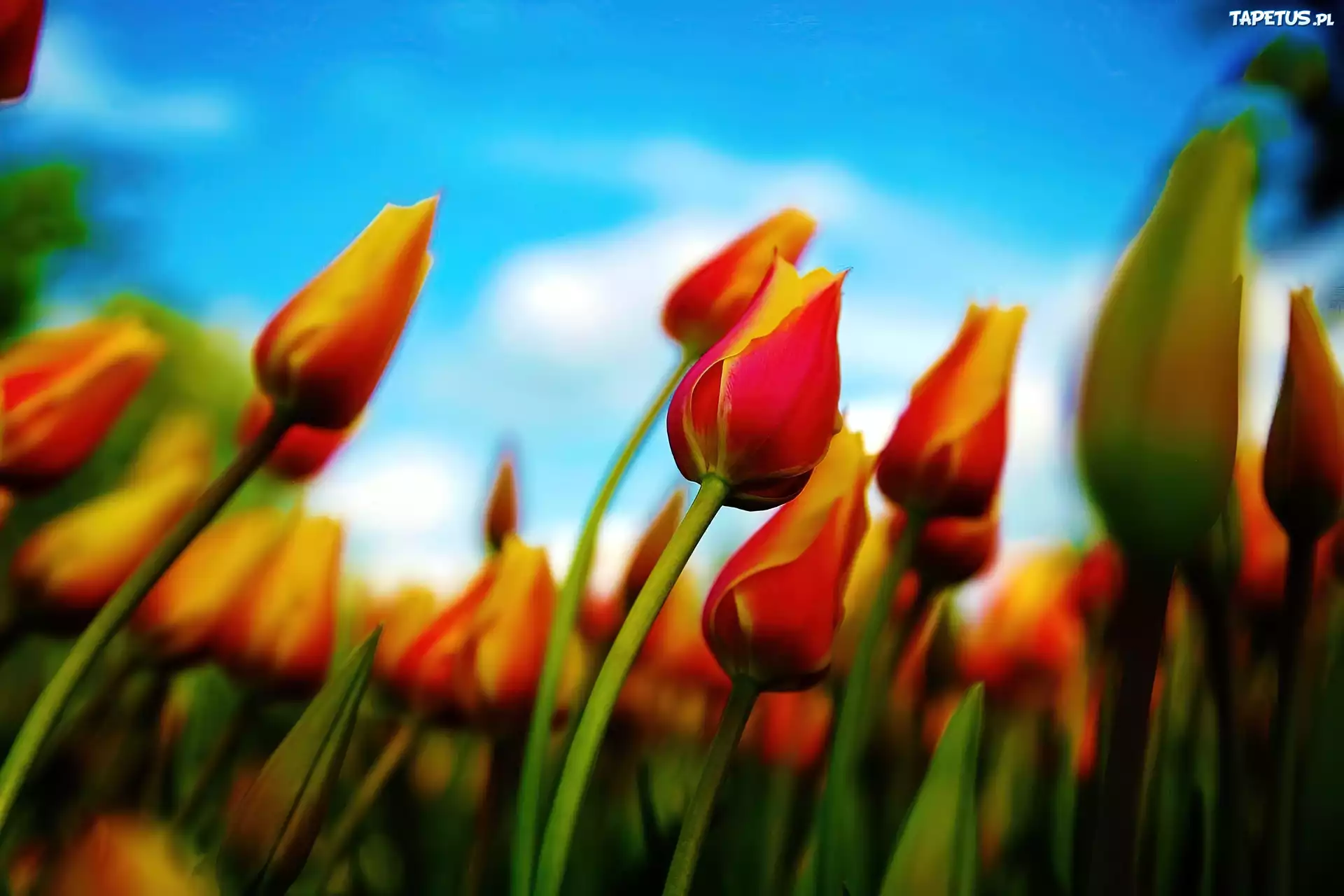 Tulipany, Niebo