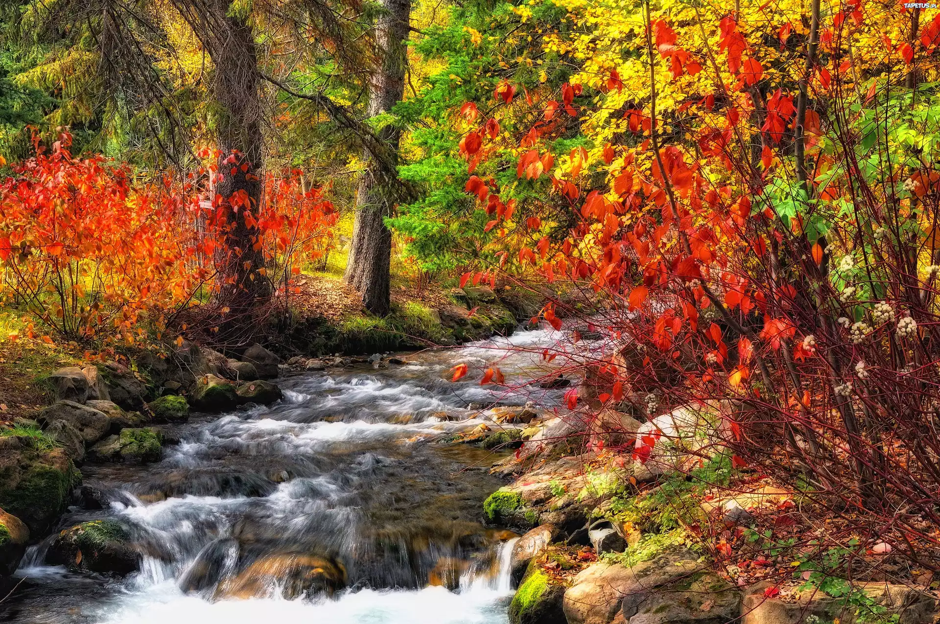 природа деревья река лес осень скачать
