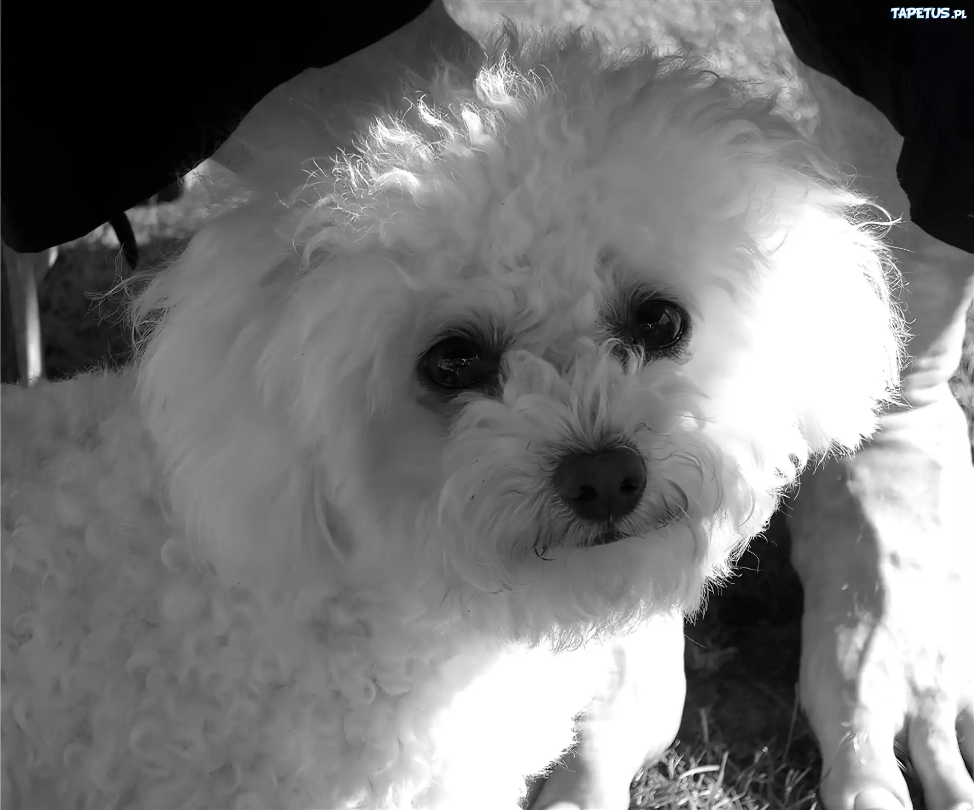 głowa, Bichon frise
