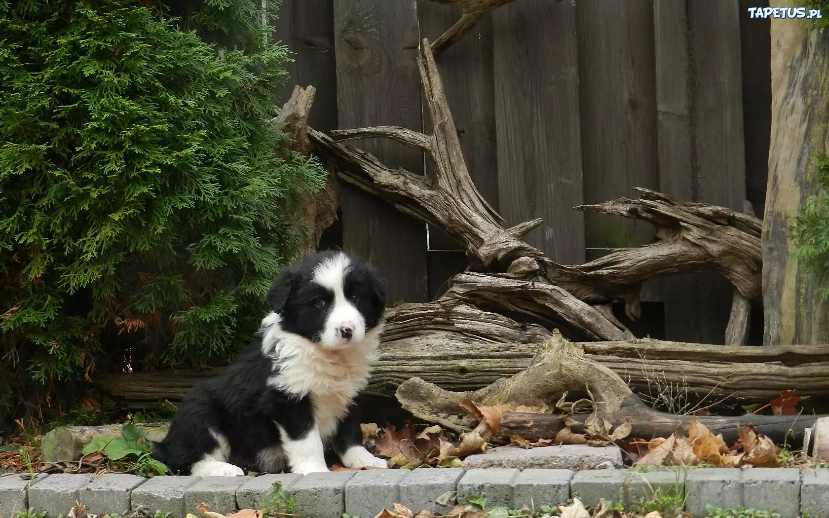 Szczeniak, Border Collie