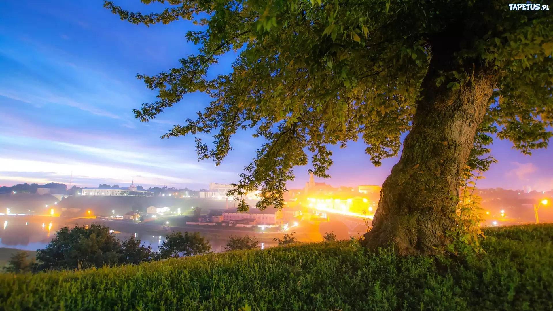 Krajobraz, Miasto, Drzewo