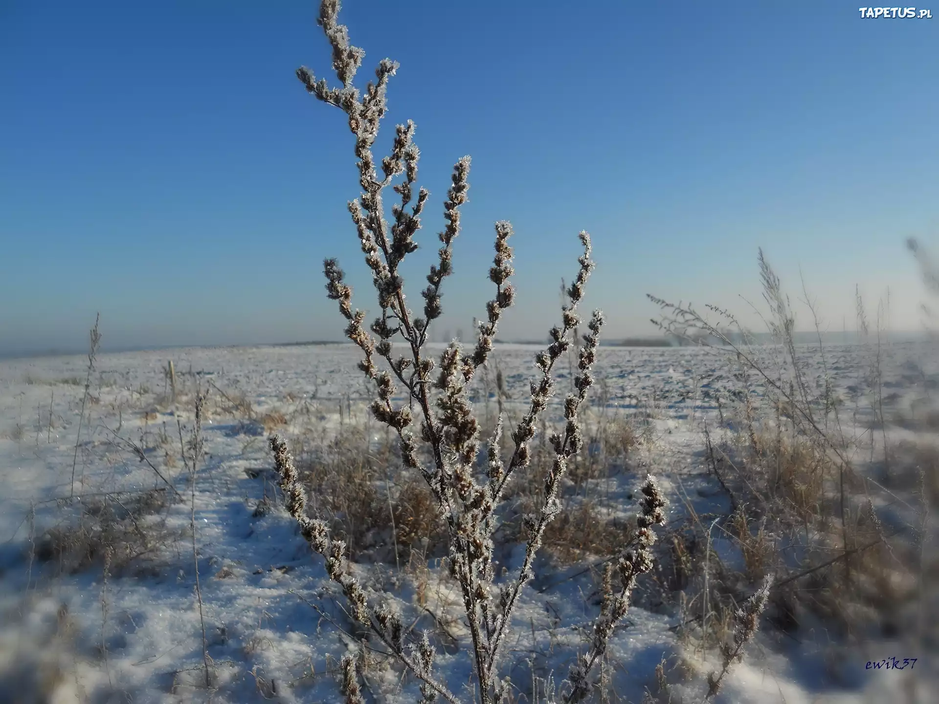 Polna, Trawa, Mróz, Śnieg