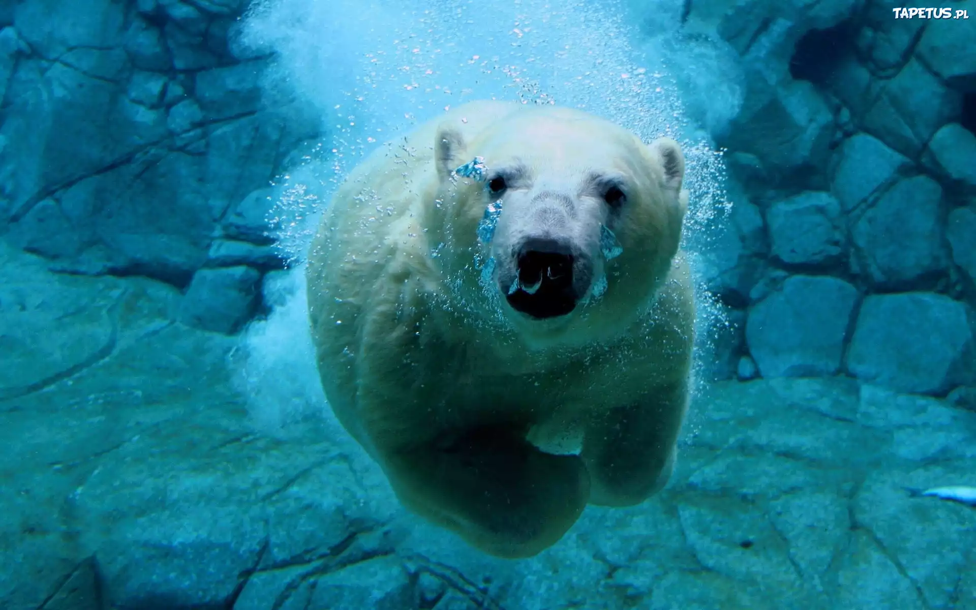 Płynący, Niedźwiedź Polarny, skały