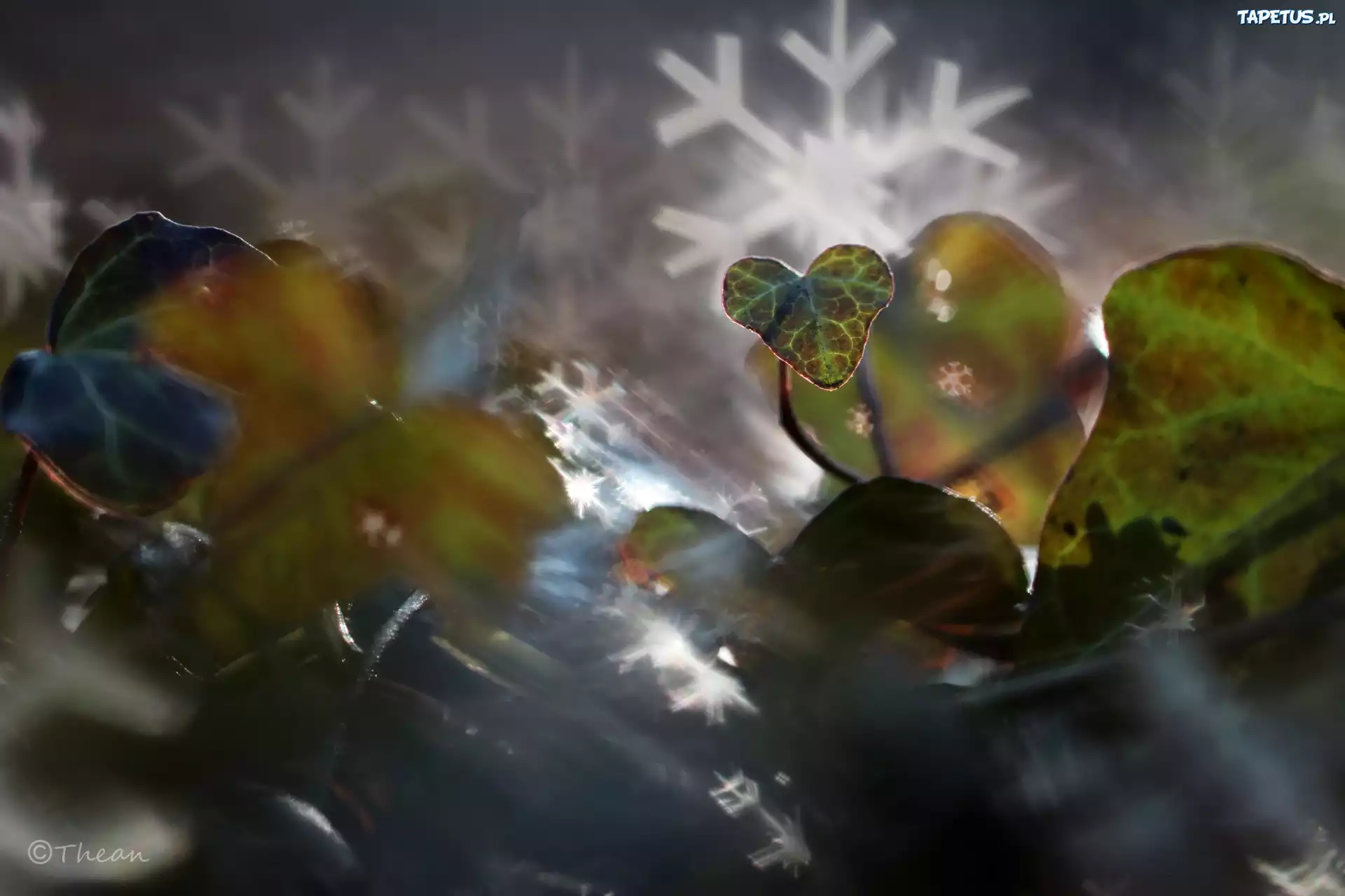 Liście, Bluszcz, Bokeh