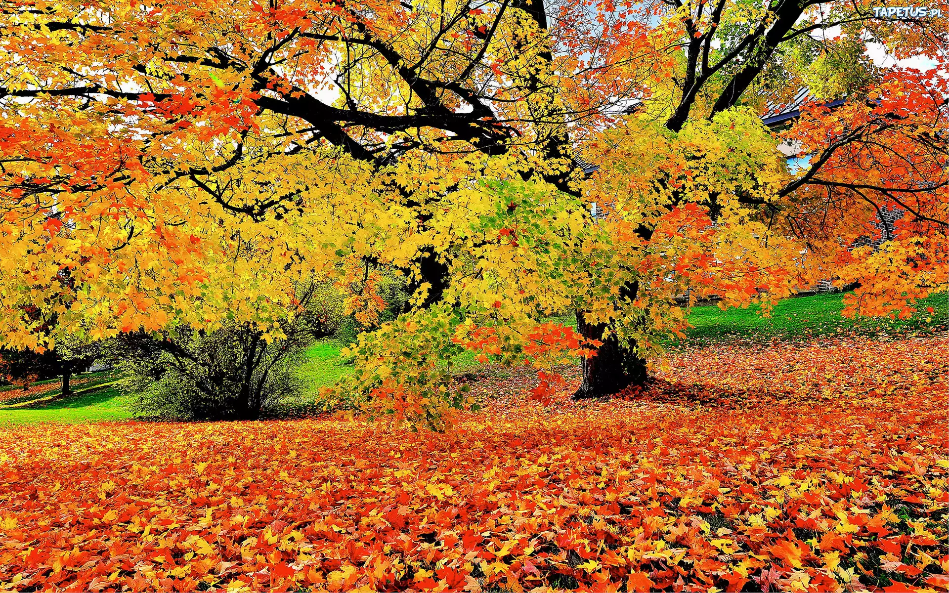 Liście, Leżące, Krzew, Drzewo, Park