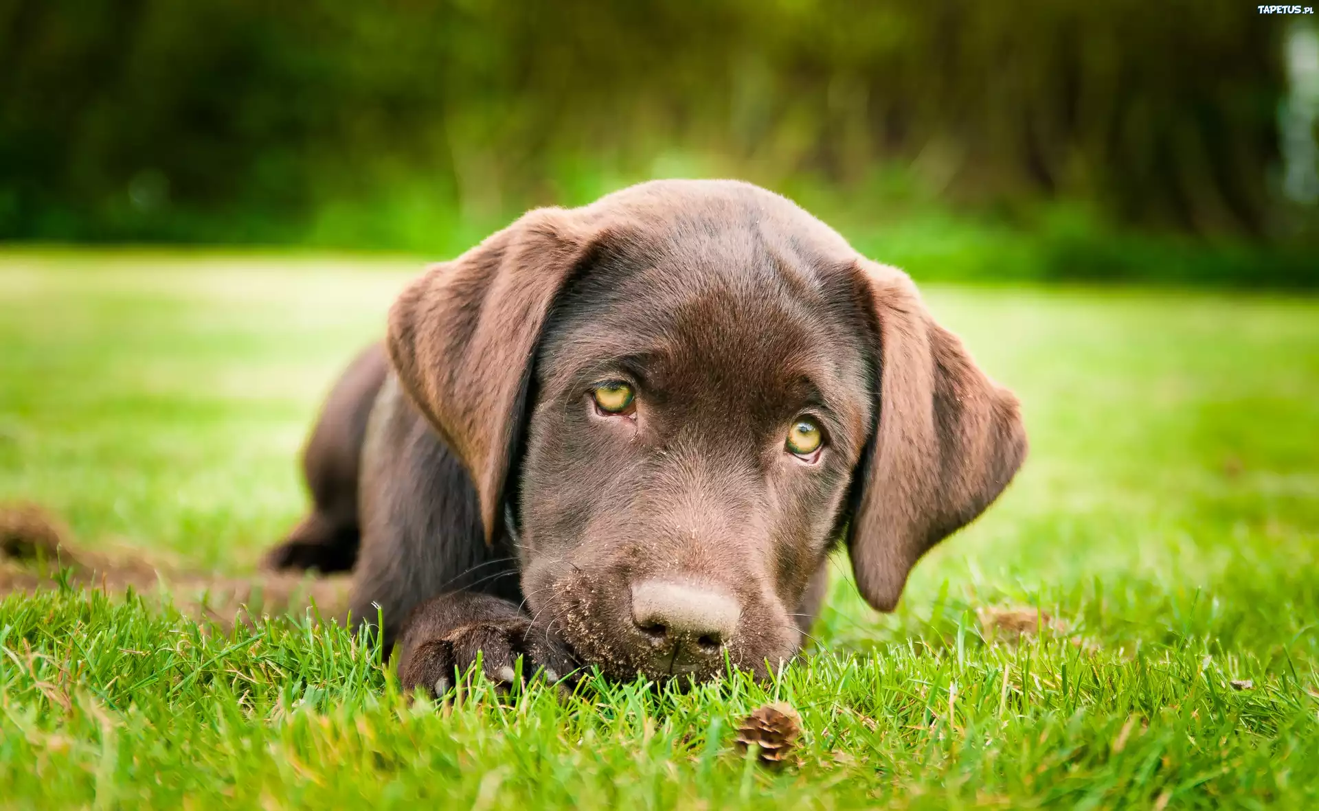 Smutny, Brązowy, Labrador, Retriever