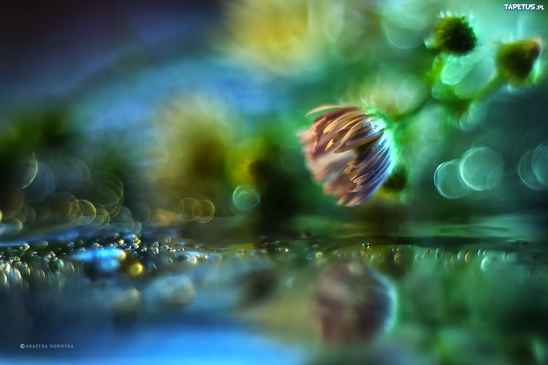 Fioletowy, Kwiat, Bokeh