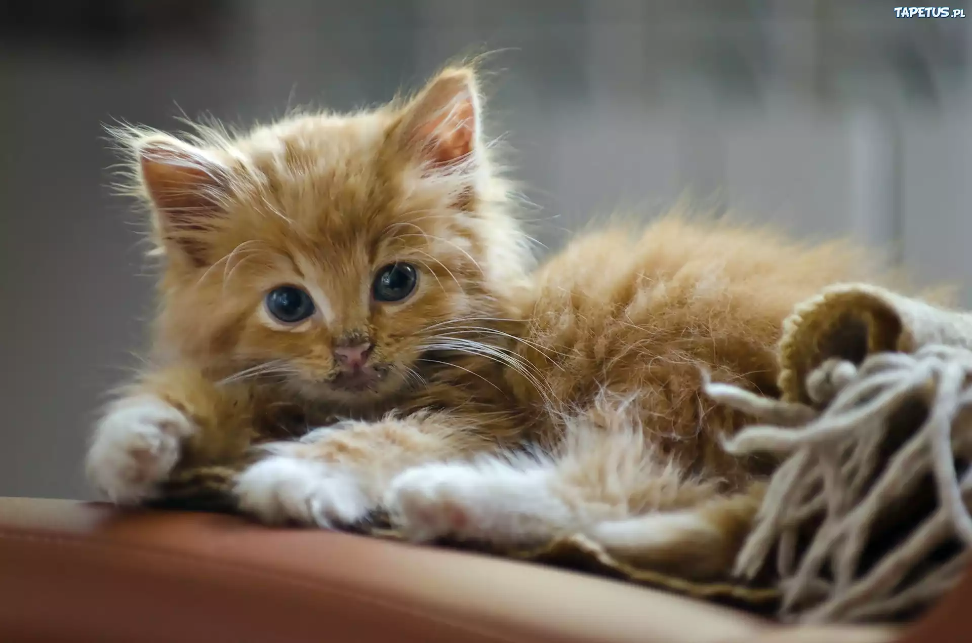Mały, Słodki, Kotek, Maine coon