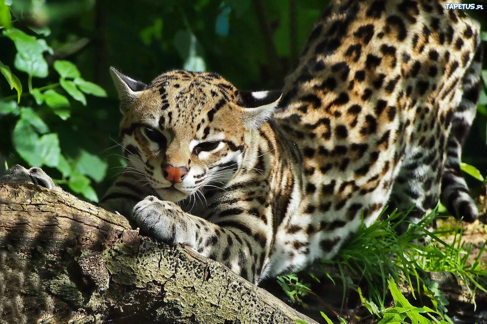Odpoczywający, Ocelot