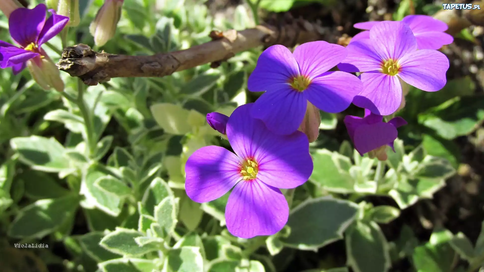 Fioletowe, Kwiatki, Lobelia