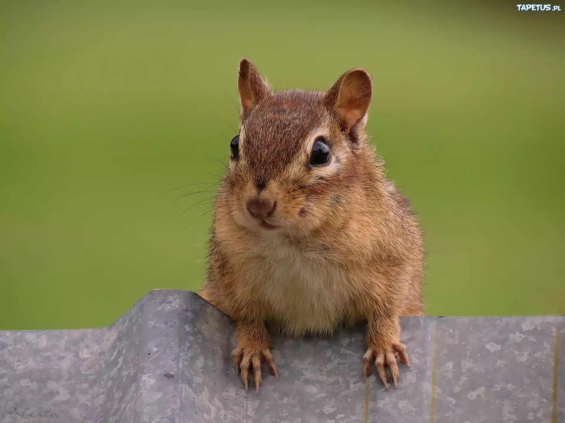 Wiewiórka, Chipmunk