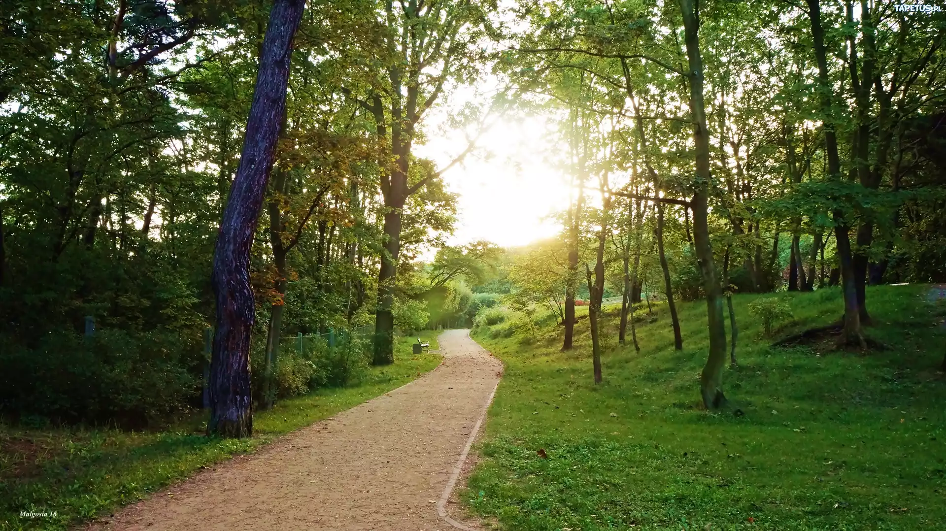 Park, Drzewa, Alejka
