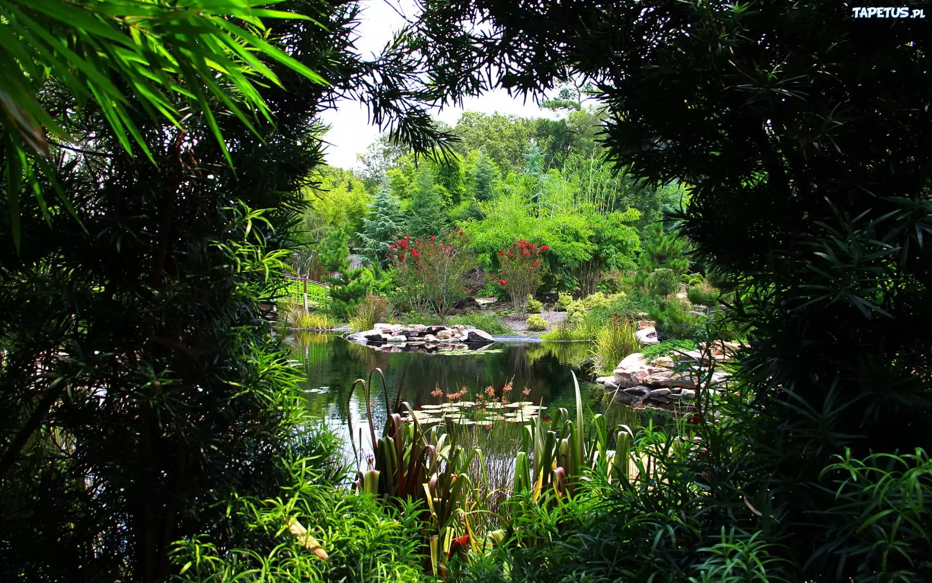 Park, Staw, Rośliny