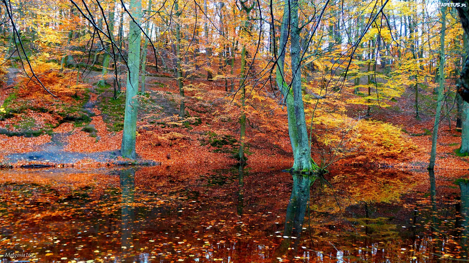 Las, Jesień, Drzewa, Staw