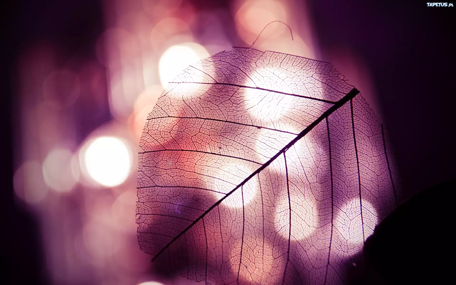 Liść, Przezroczysty, Bokeh