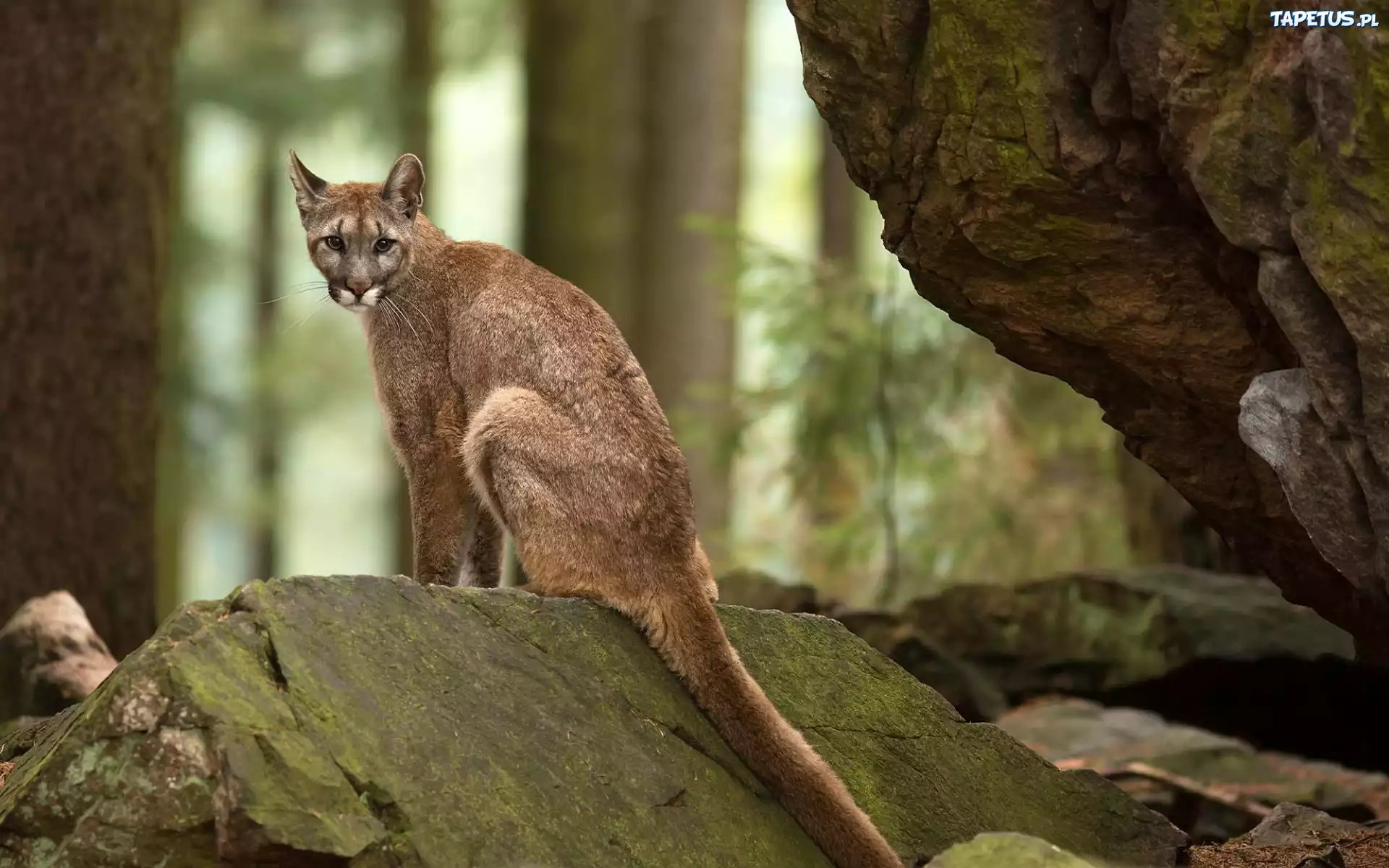 Puma, Skały, Las