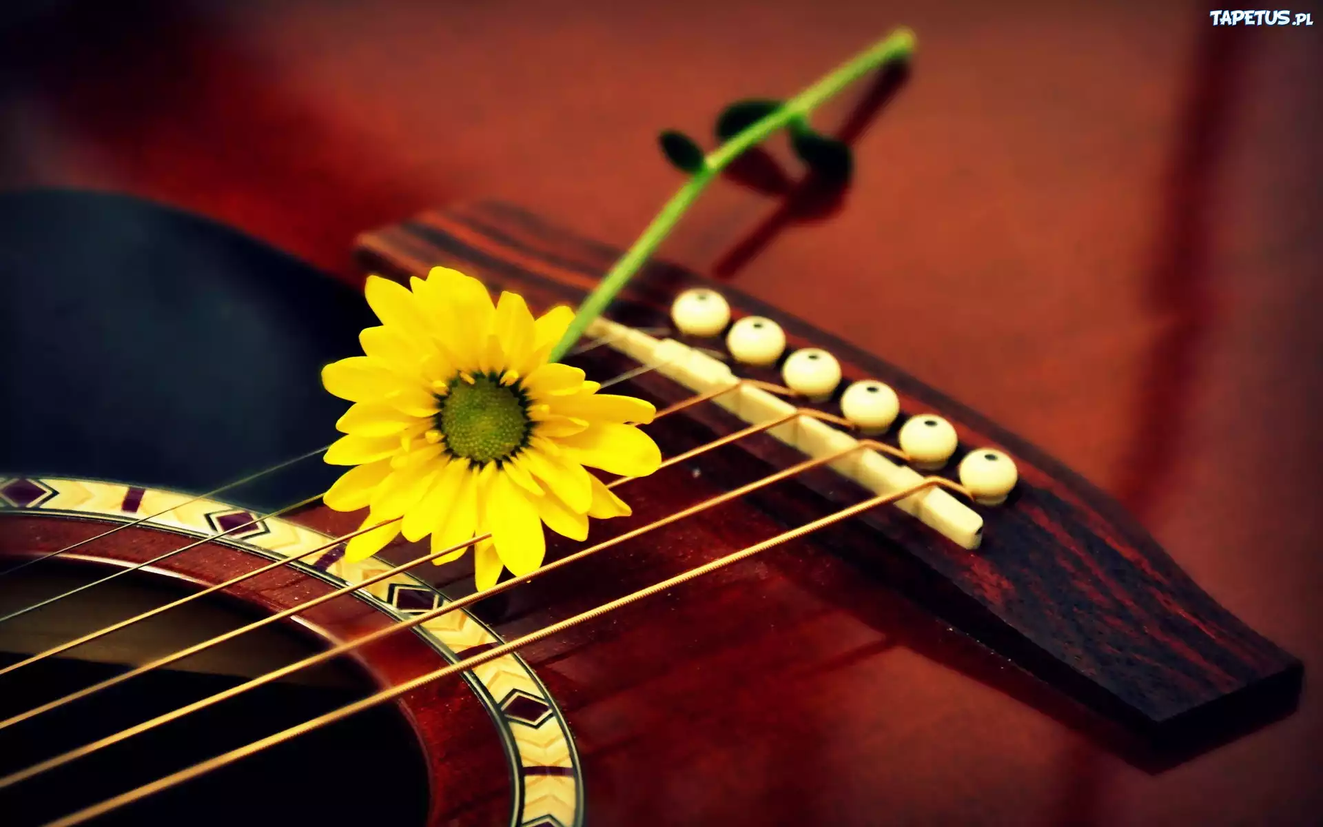 Gitara, Żółty, Kwiat, Gerbera