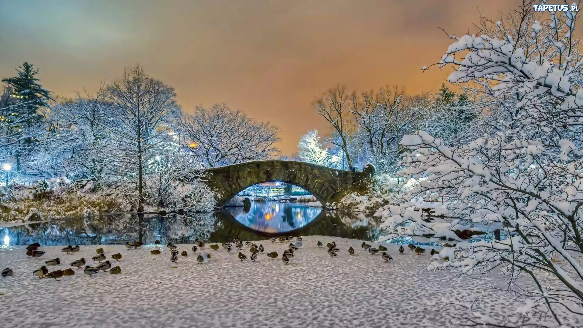 Kaczki, Drzewa, Most, Zima, Central Park, Nowy Jork, USA