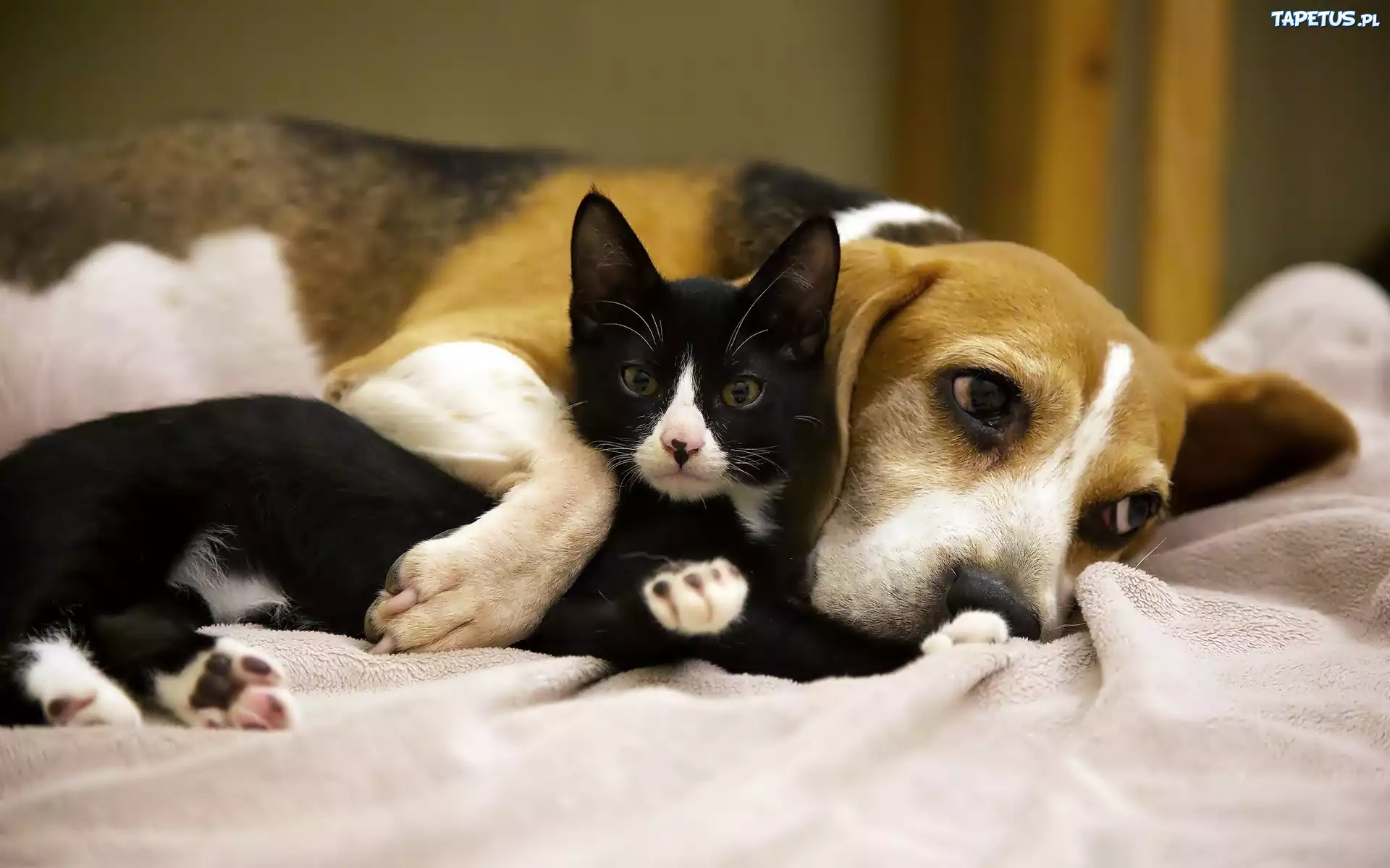 Czarny, Kotek, Pies, Przyjaciele, Beagle
