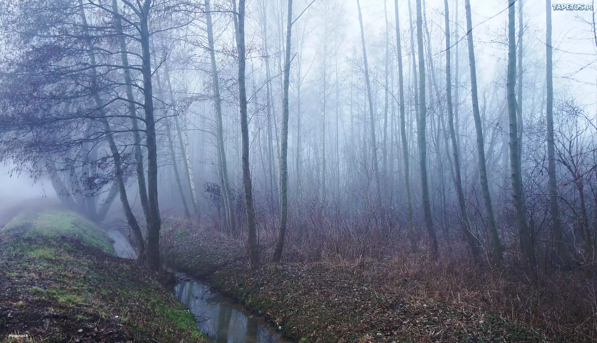 Las, Drzewa, Mgła