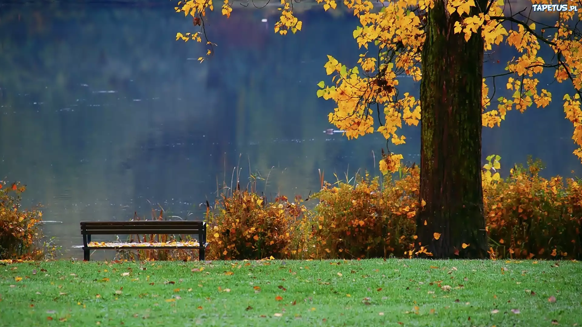 Jesień, Jezioro, Ławka, Park