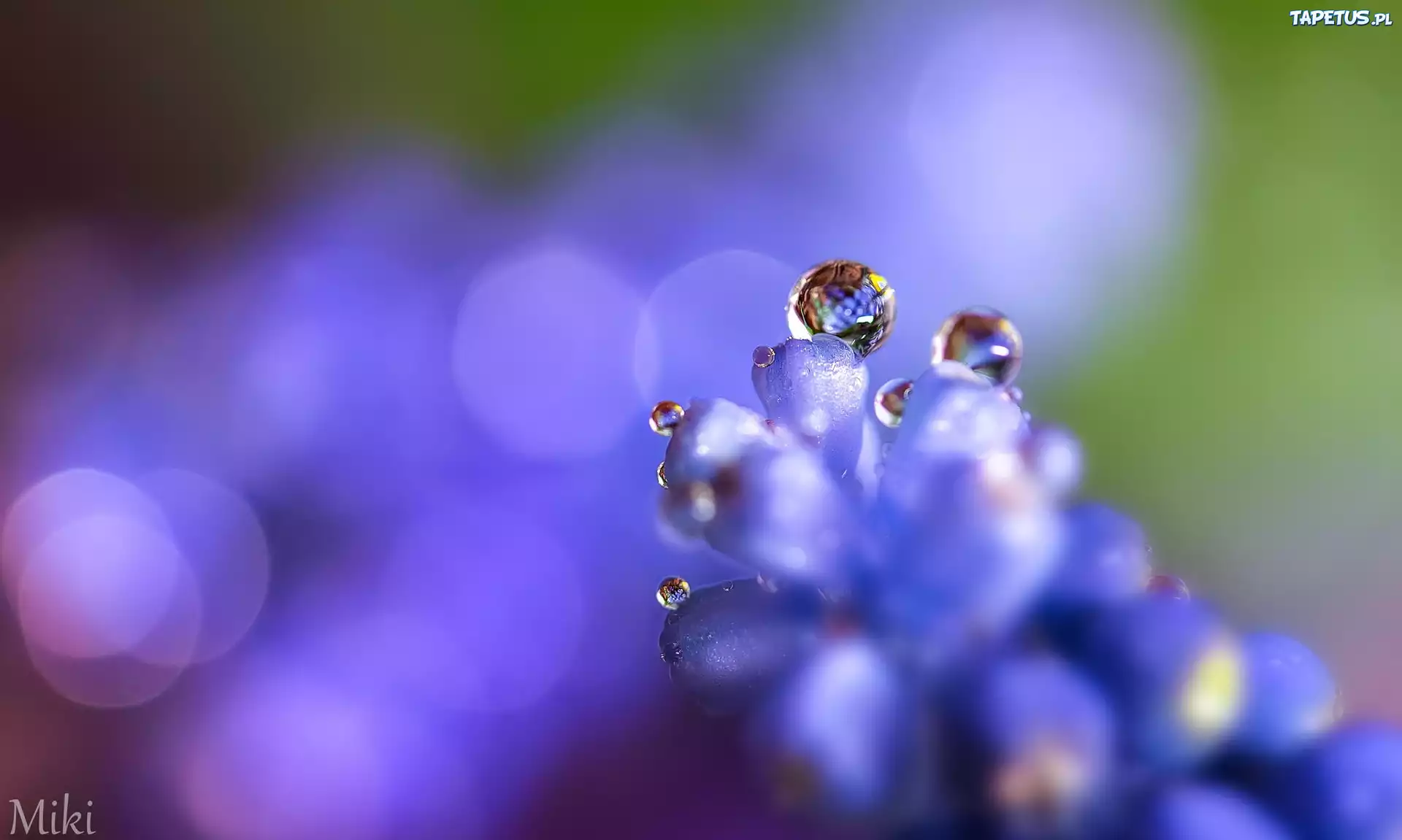 Krople, Makro, Bokeh, Rosa