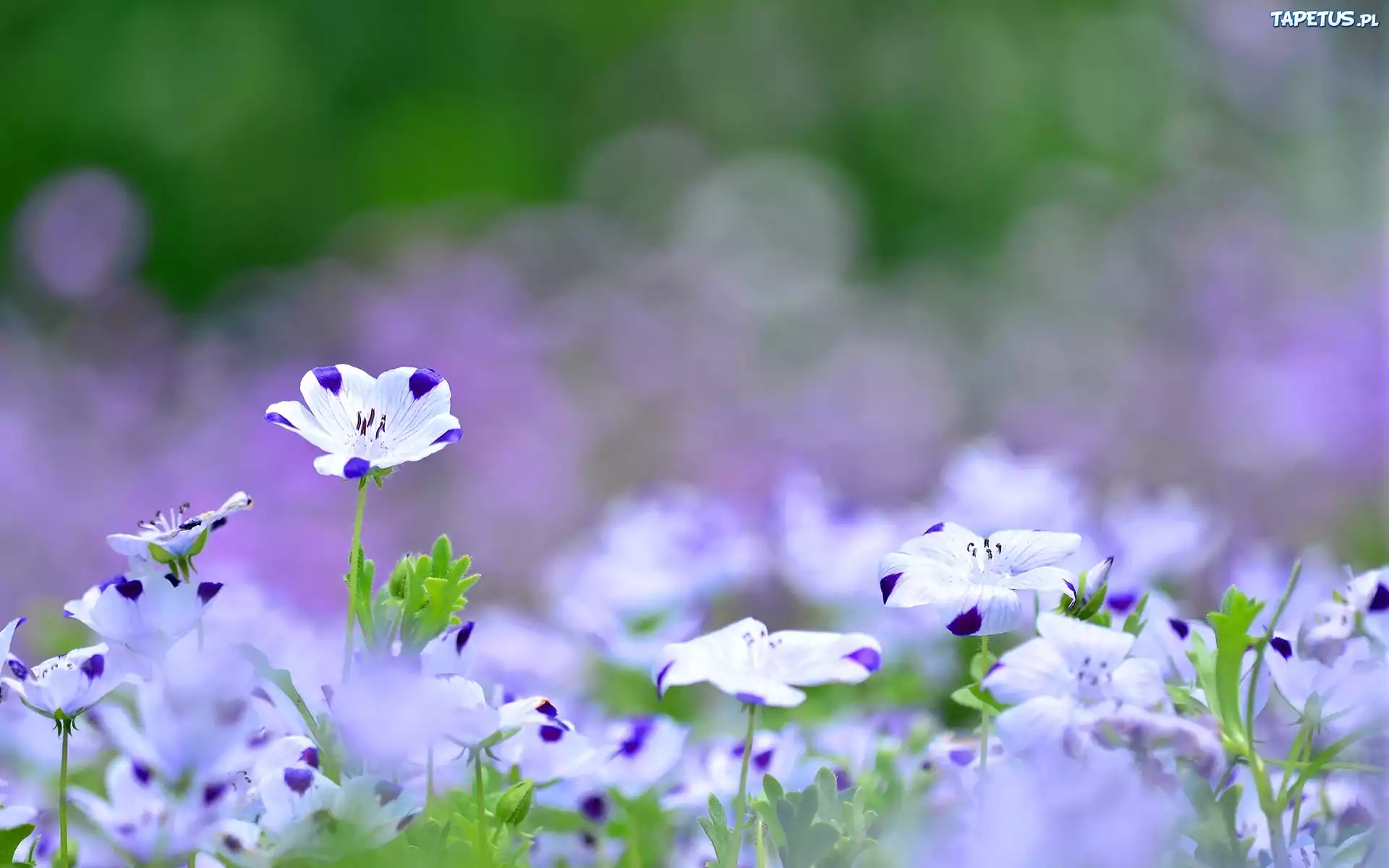 голубые цветы поляна без смс