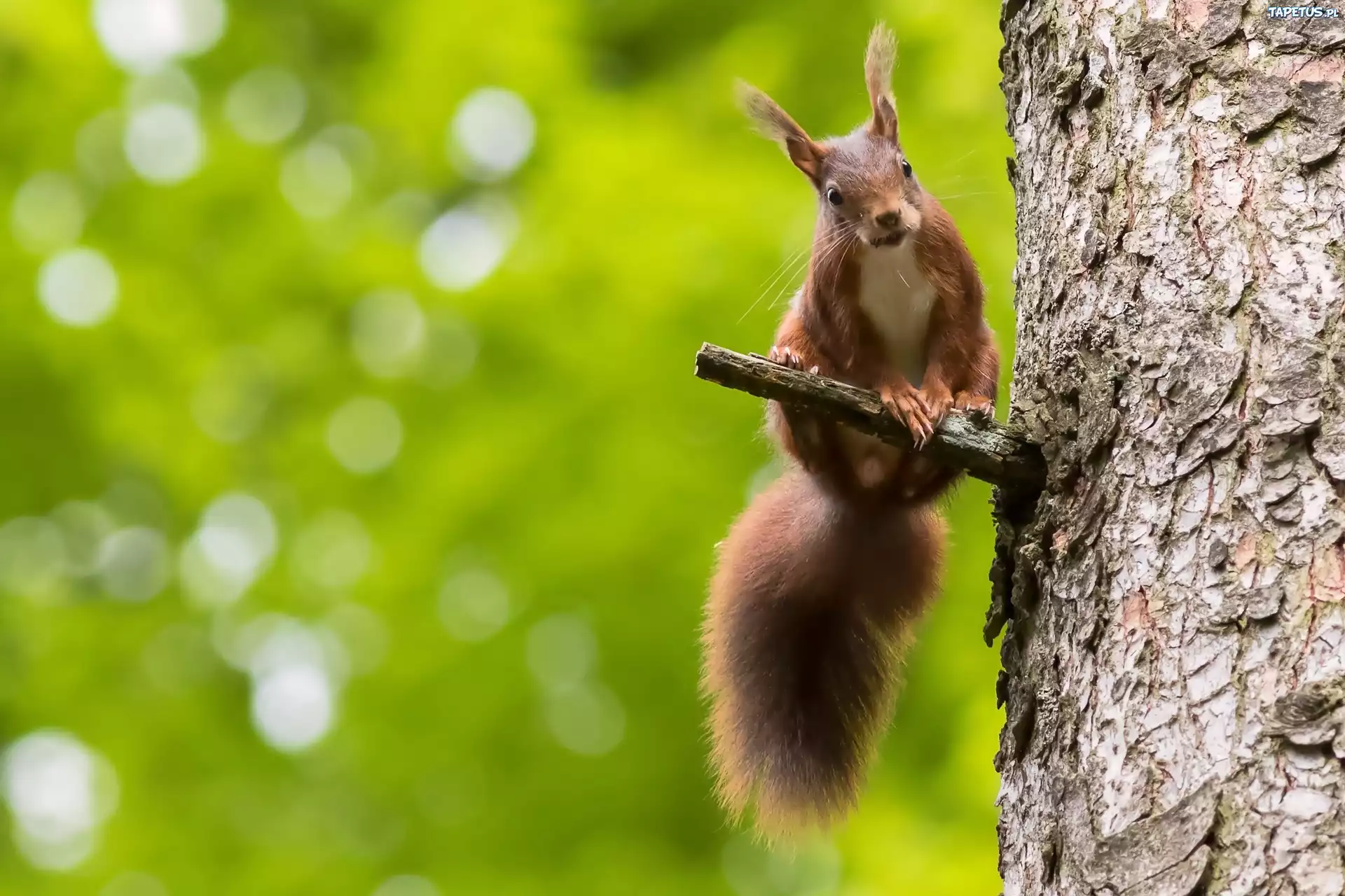 природа животные белка nature animals protein скачать