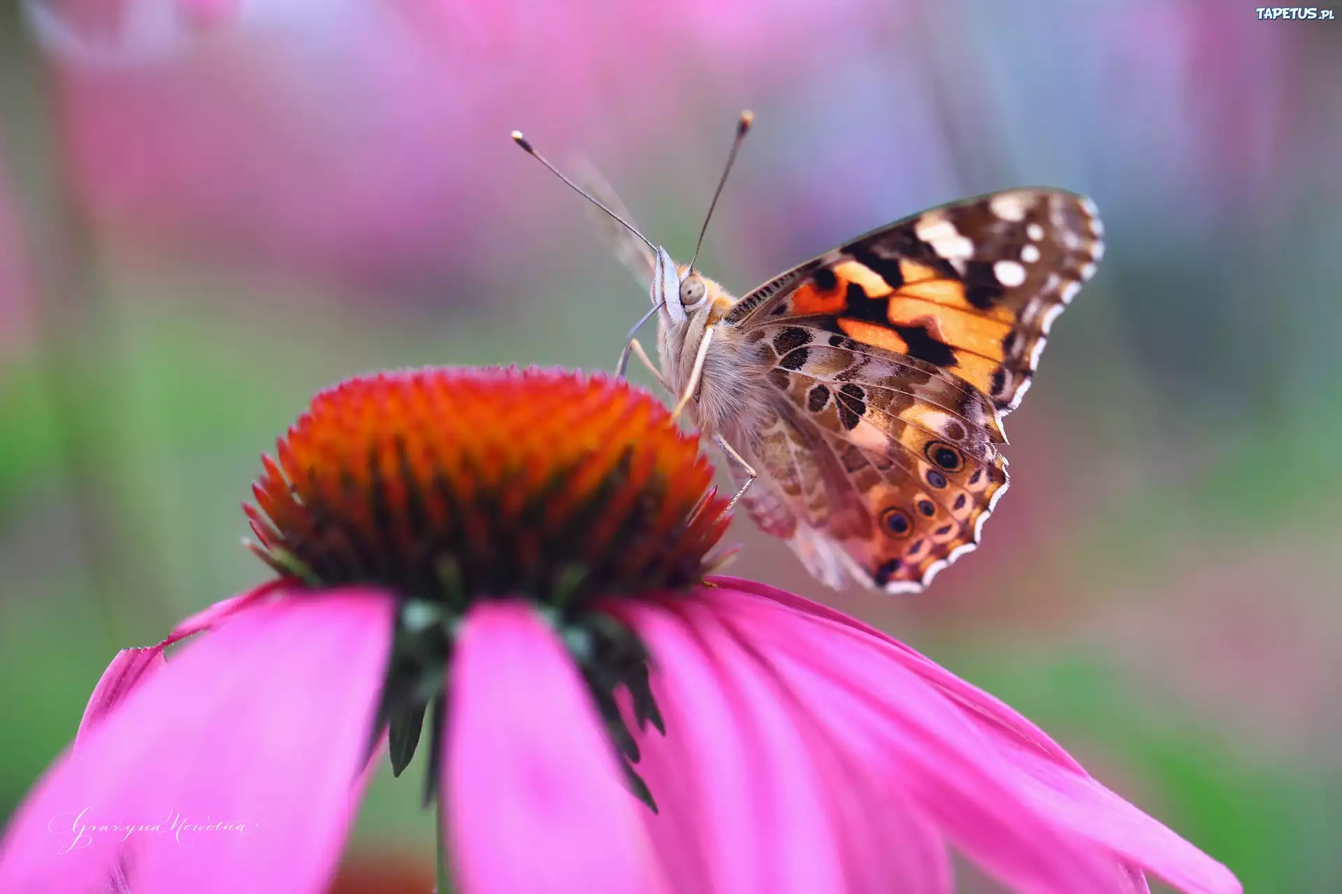 Motyl, Rusałka Osetnik, Kwiat