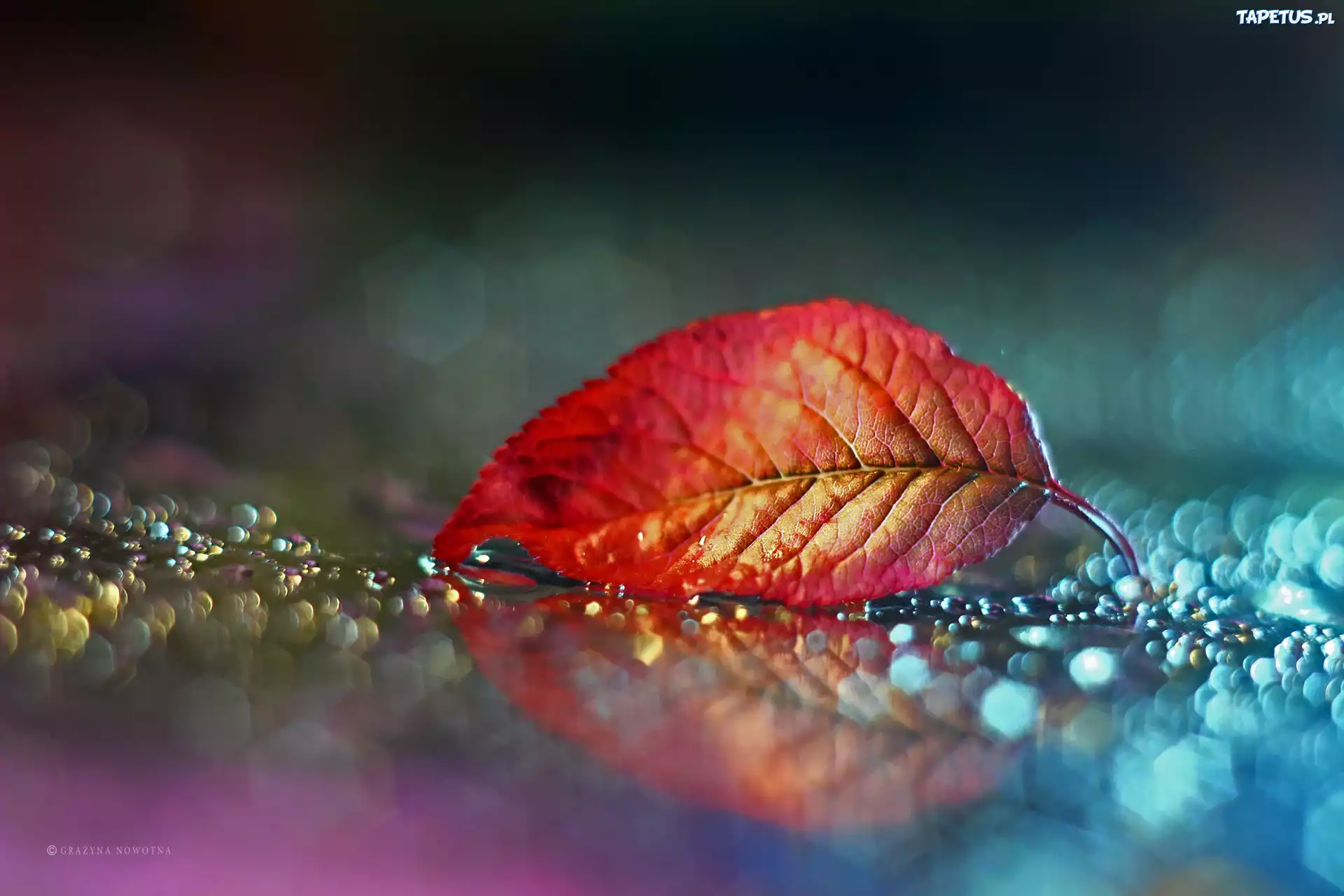 Czerwony, Liść, Bokeh