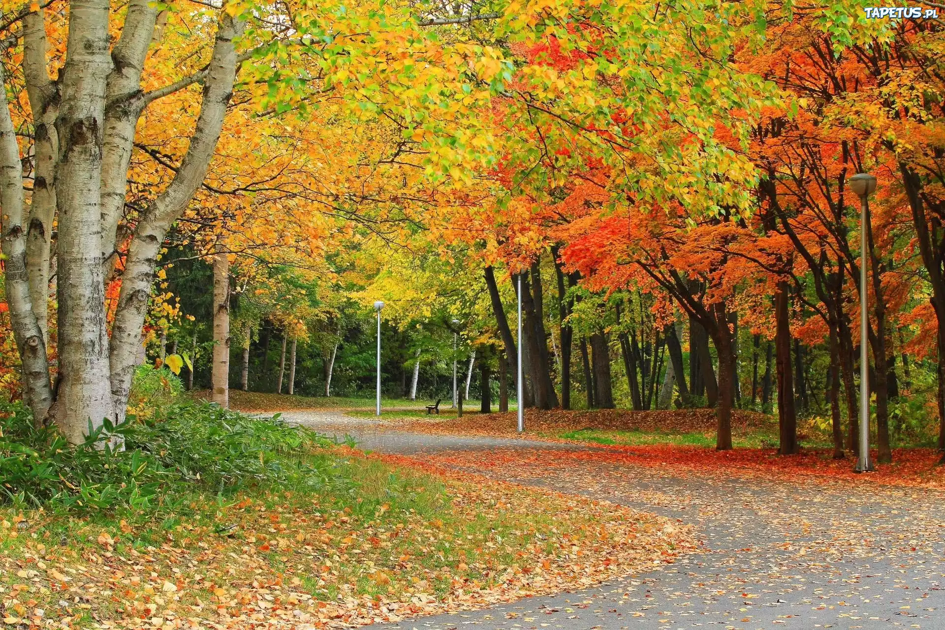 Jesień, Park, Droga