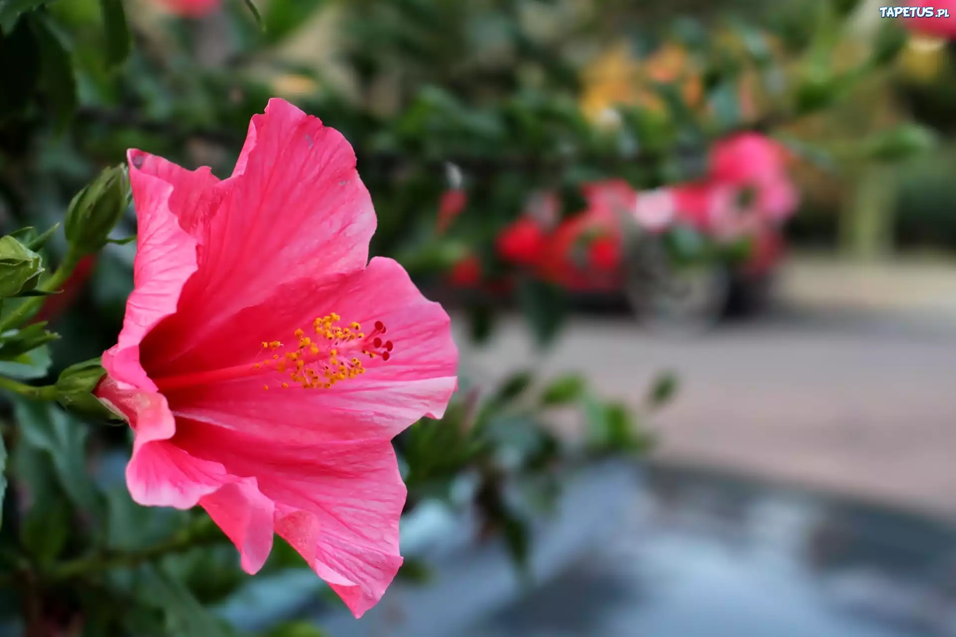 Kwiat, Hibiskus