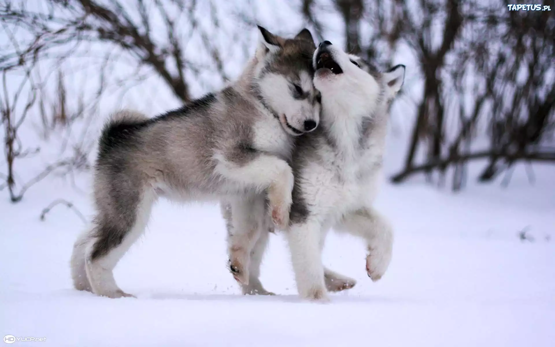 Psy, Husky, Zima