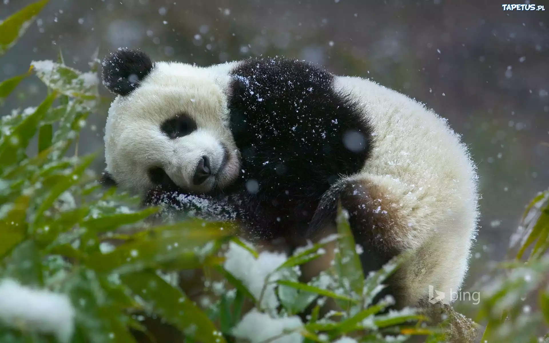 Miś, Panda, Drzewo, Śnieg, Zima