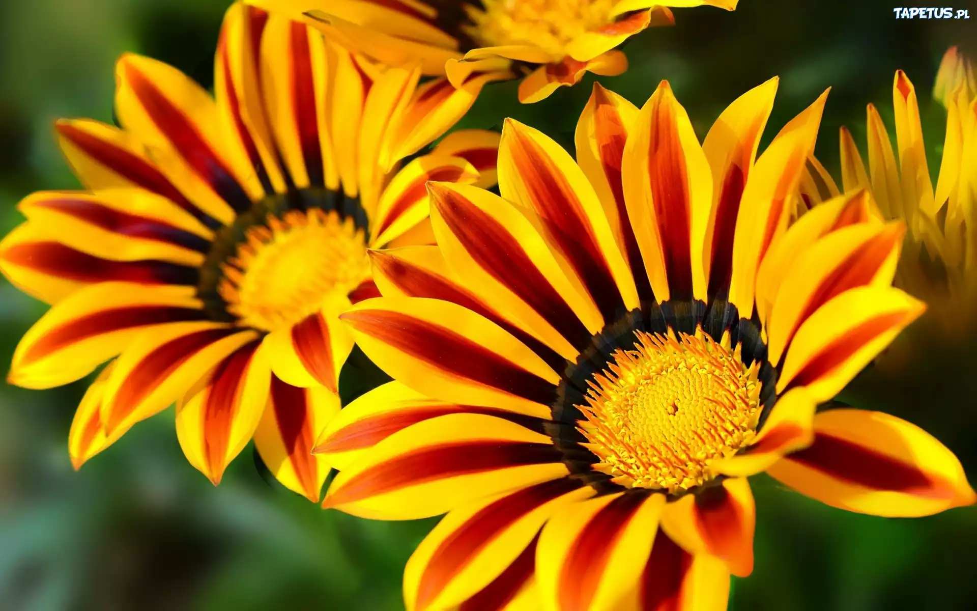 Kwiaty, Gazania