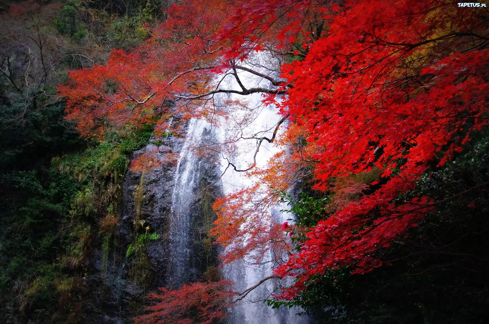 Wodospad, Las, Japonia