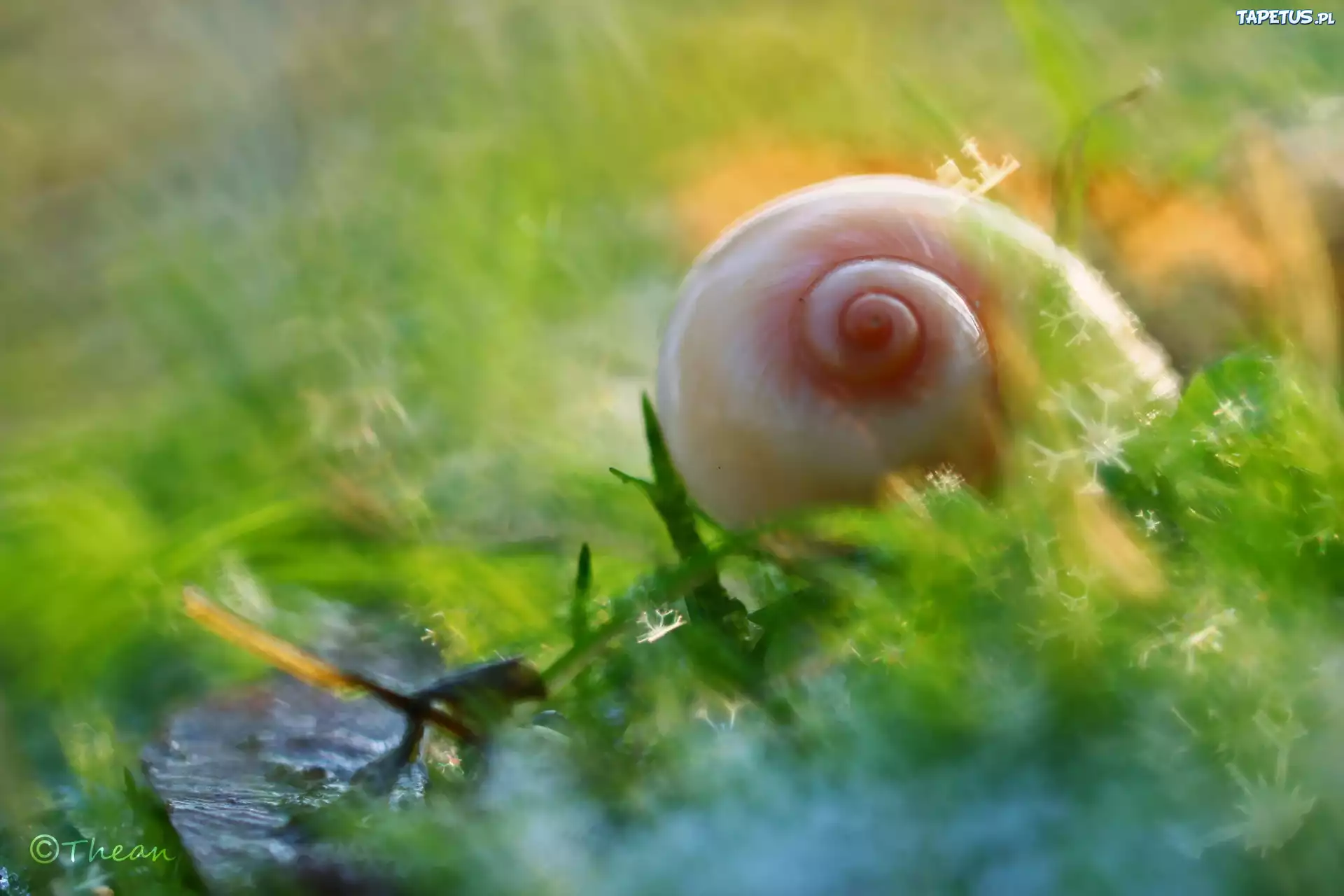 Muszelka, Trawa, Bokeh