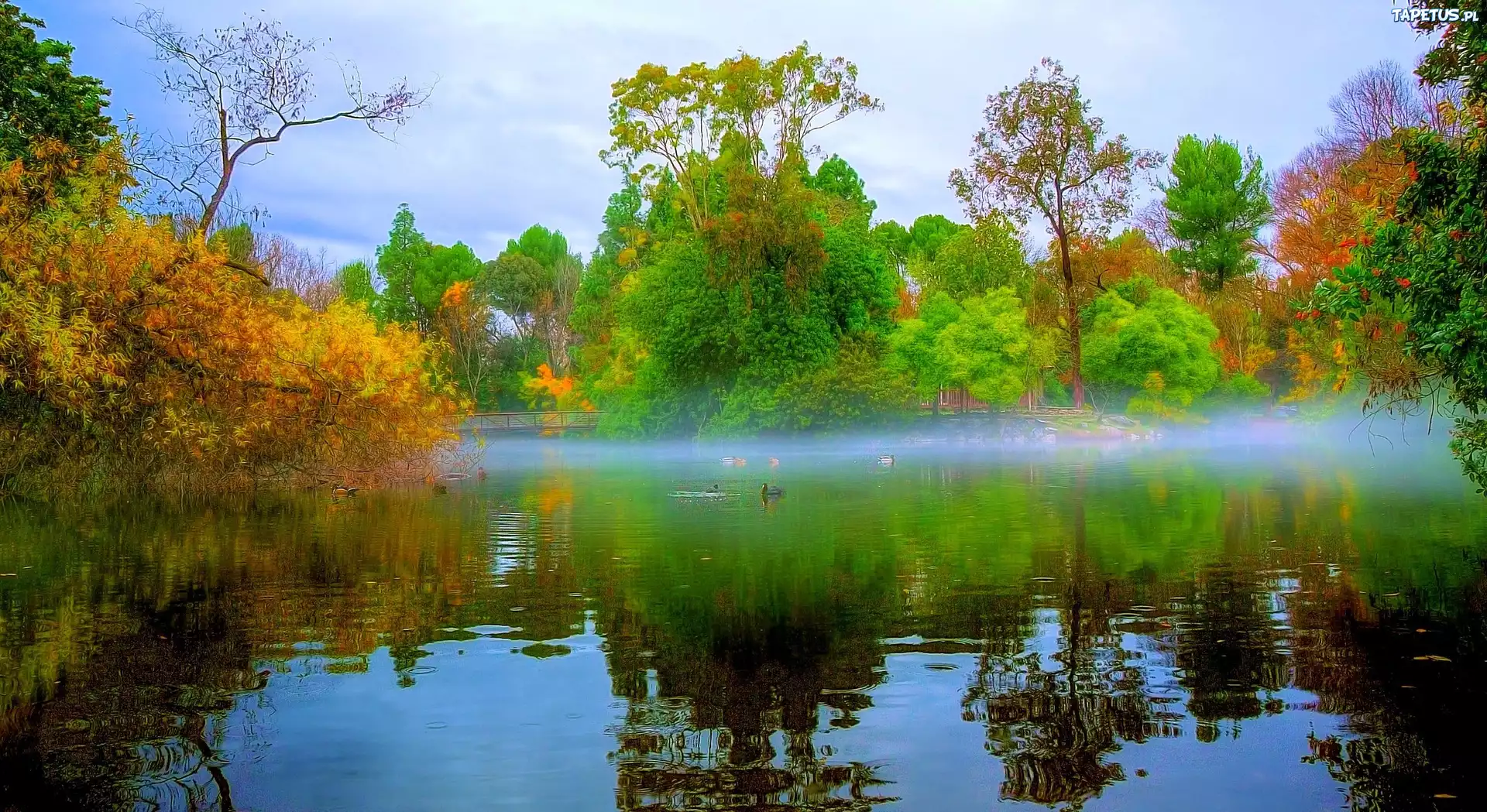 Park, Staw, Drzewa, Wschód Słońca
