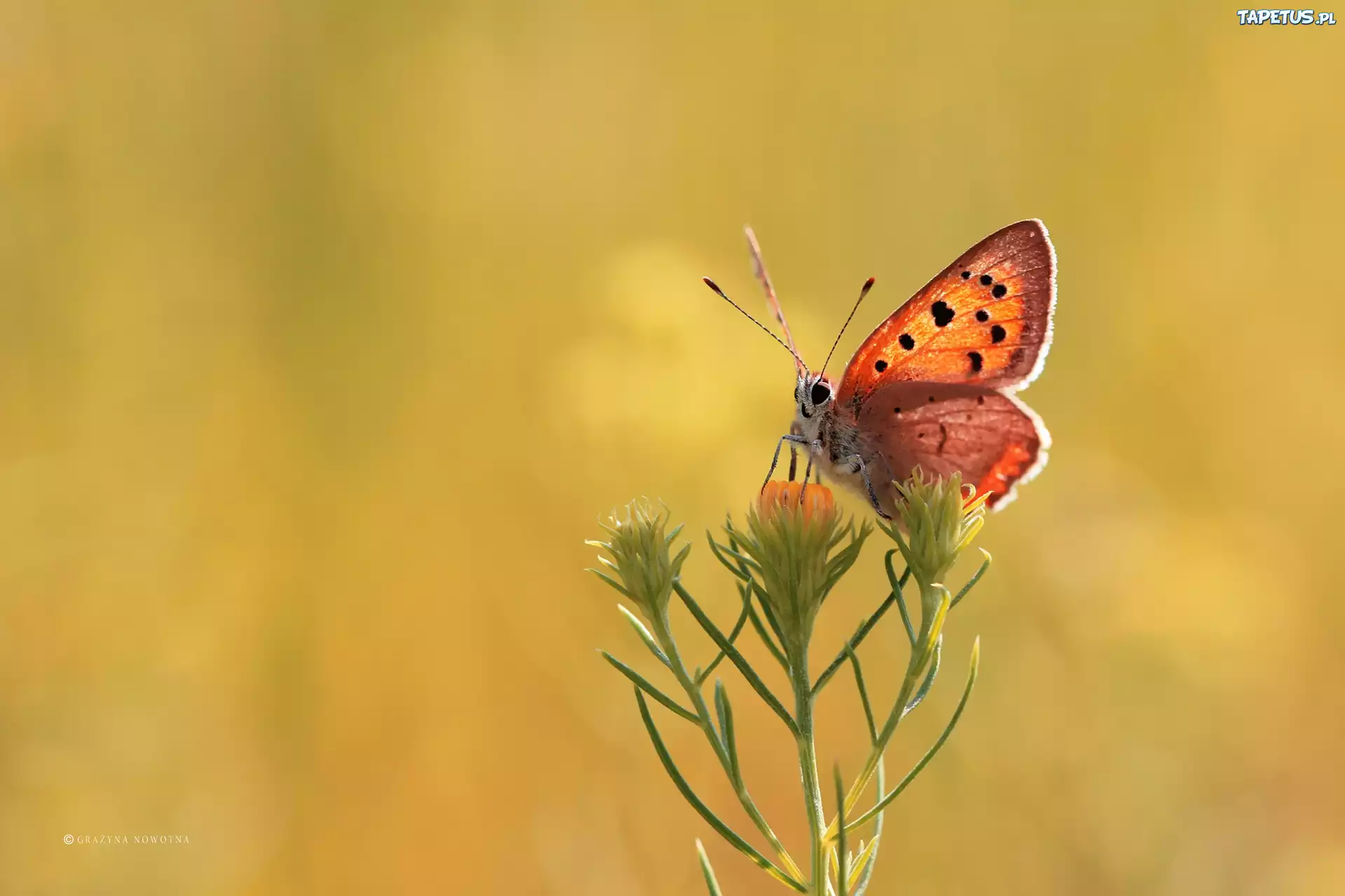 Motyl, Czerwończyk, Kwiat