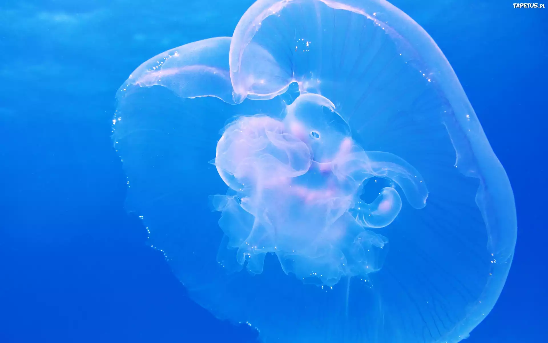 Meduza