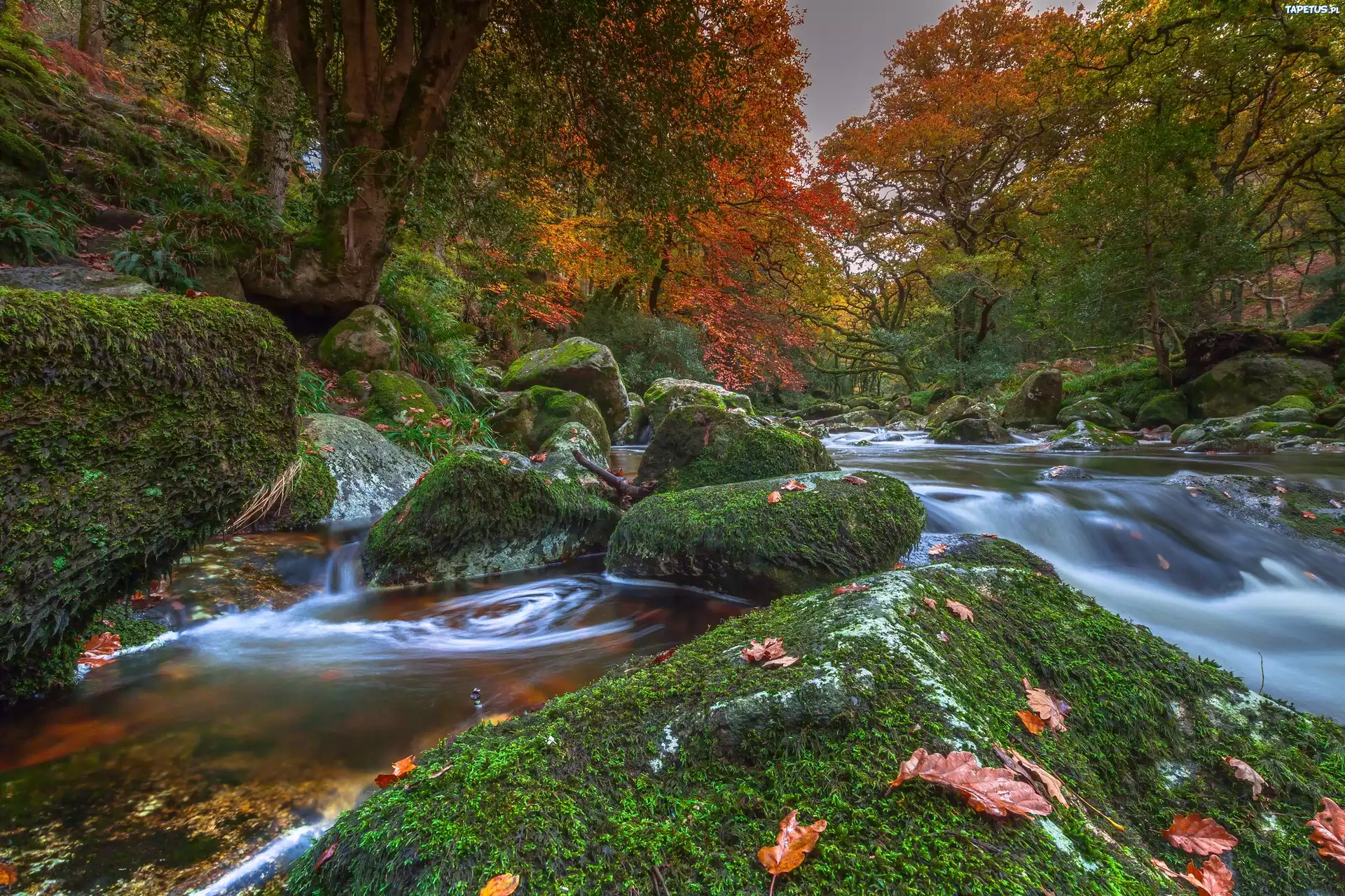 Park, Kamienie, Drzewa, Rzeczka, Liście