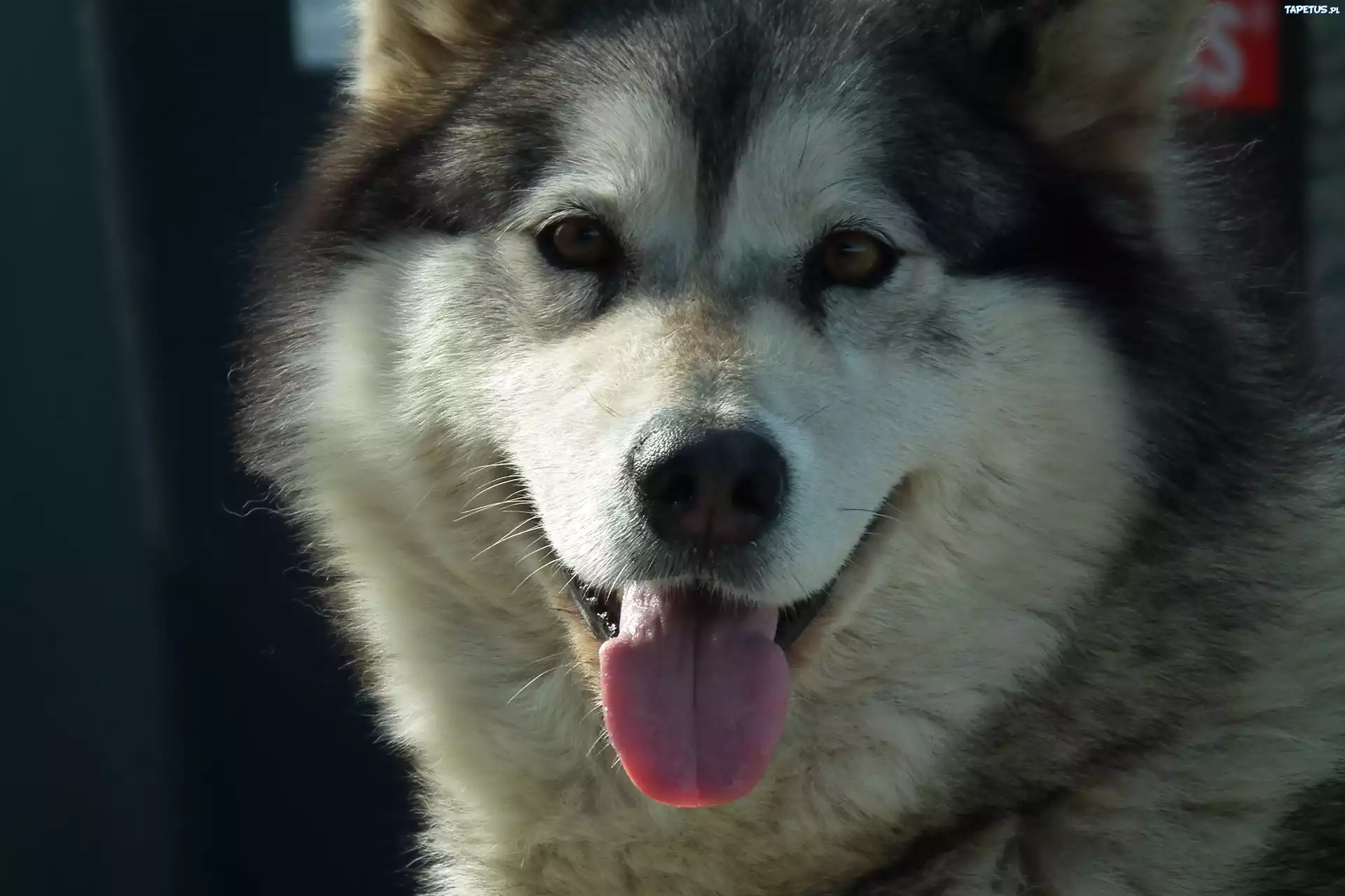 Pies, Alaskan Malamute