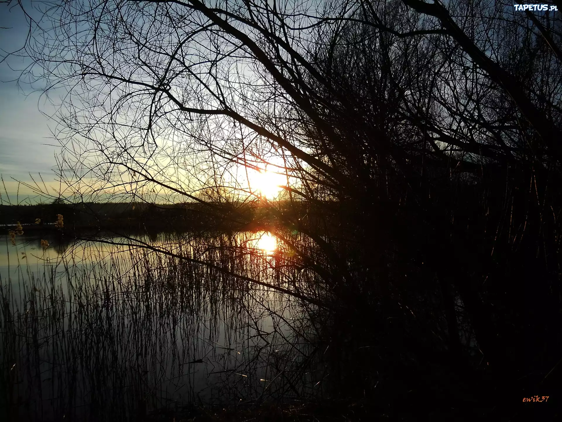 Jezioro, Słońce, Trawy, Drzewa