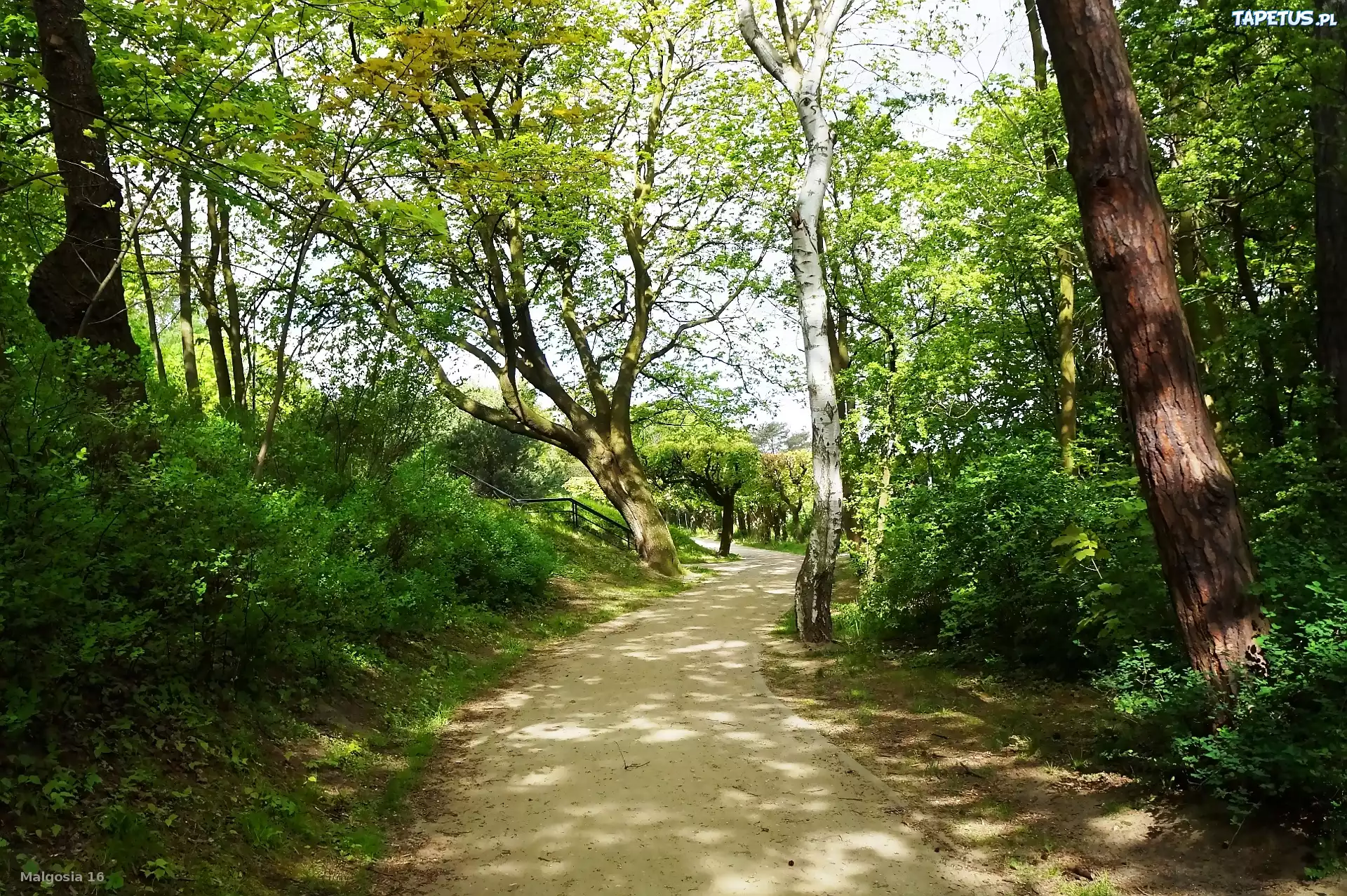 Park, Ścieżka, Drzewa, Zieleń