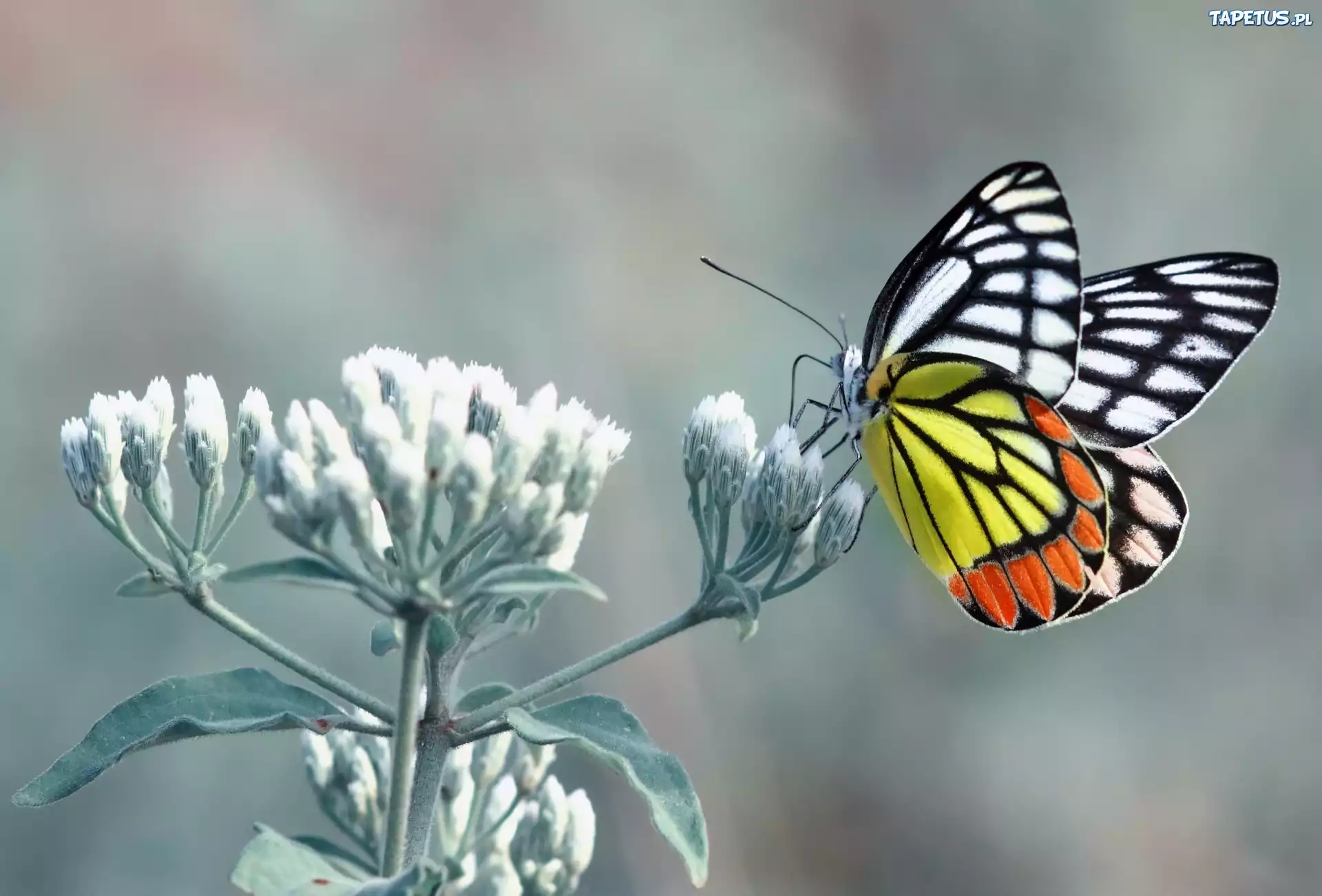 Motyl