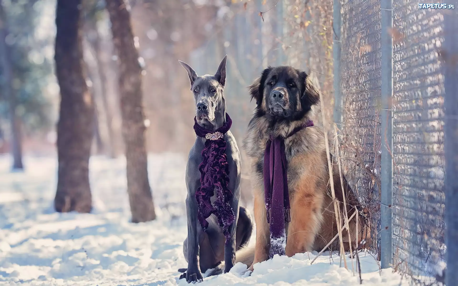 Zima, Psy, Dog, Szaliki