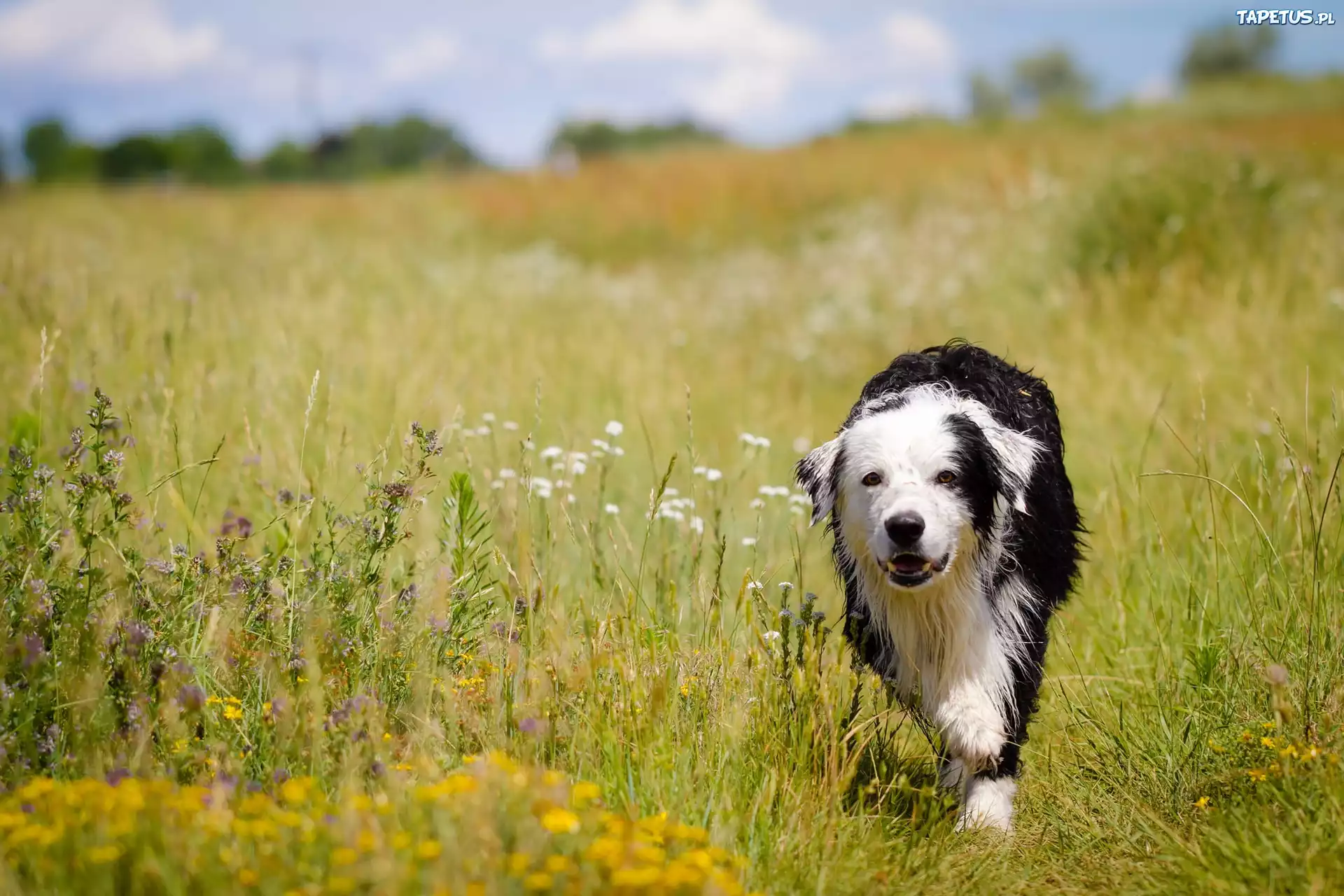 Lato, Łąka, Mokry, Border, Collie, Rozmyte, Tło